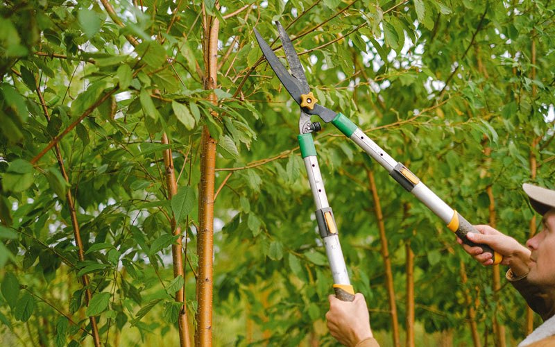 Tree trimming in Sutton, NE
